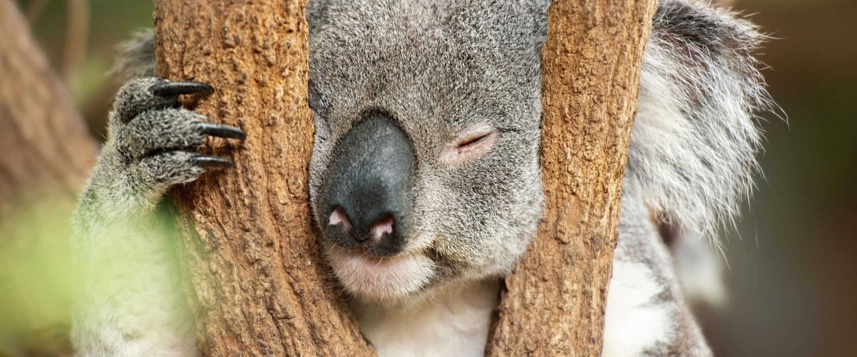 Koala schläft mit Kopf in Astgabel, Glasbild Panorama