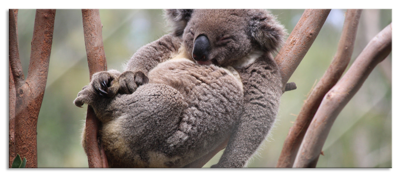 Pixxprint Schlafender Koala in Astgabelung, Glasbild Panorama