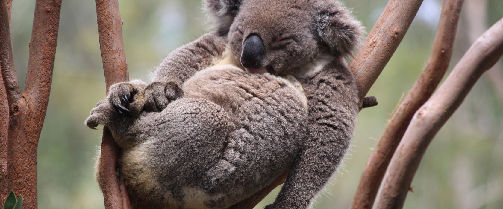 Schlafender Koala in Astgabelung, Glasbild Panorama