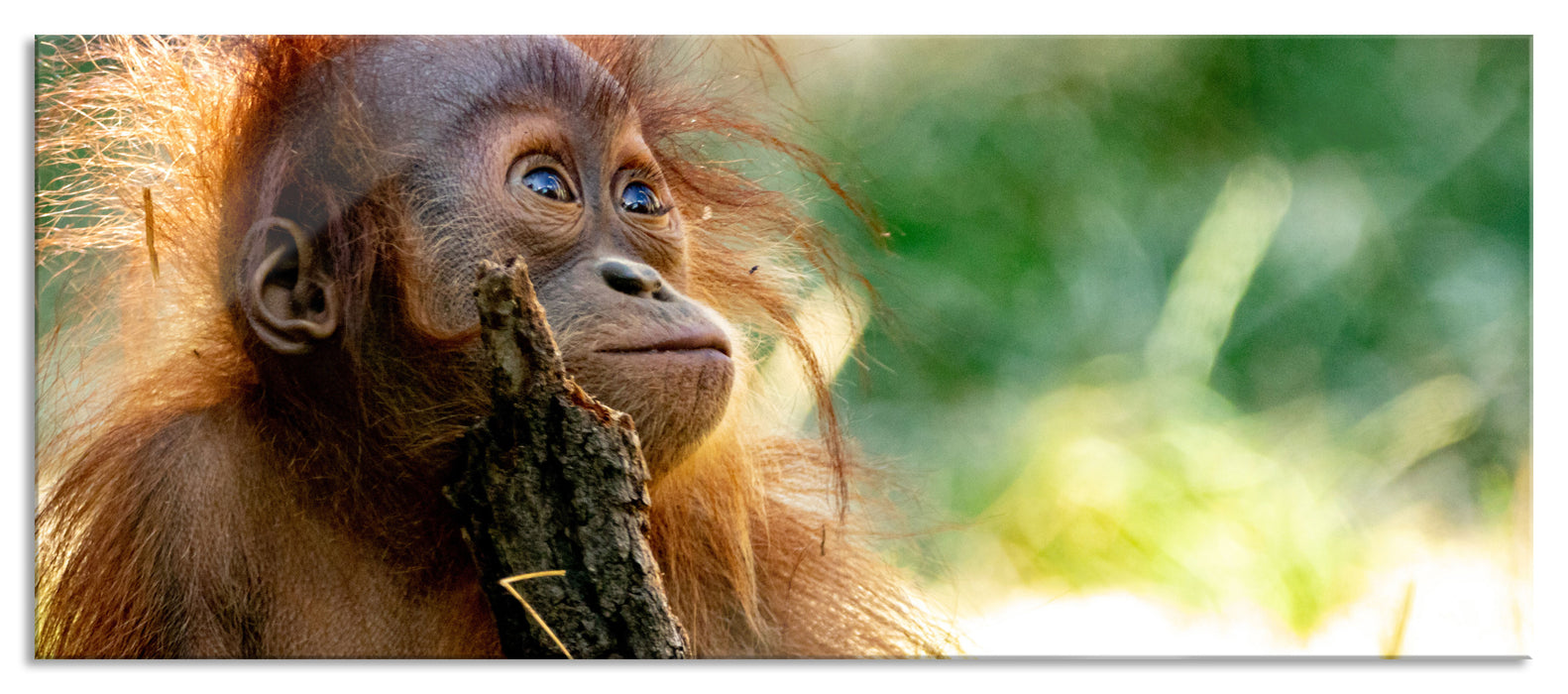 Pixxprint Orang-Utan Baby spielt mit Stock, Glasbild Panorama