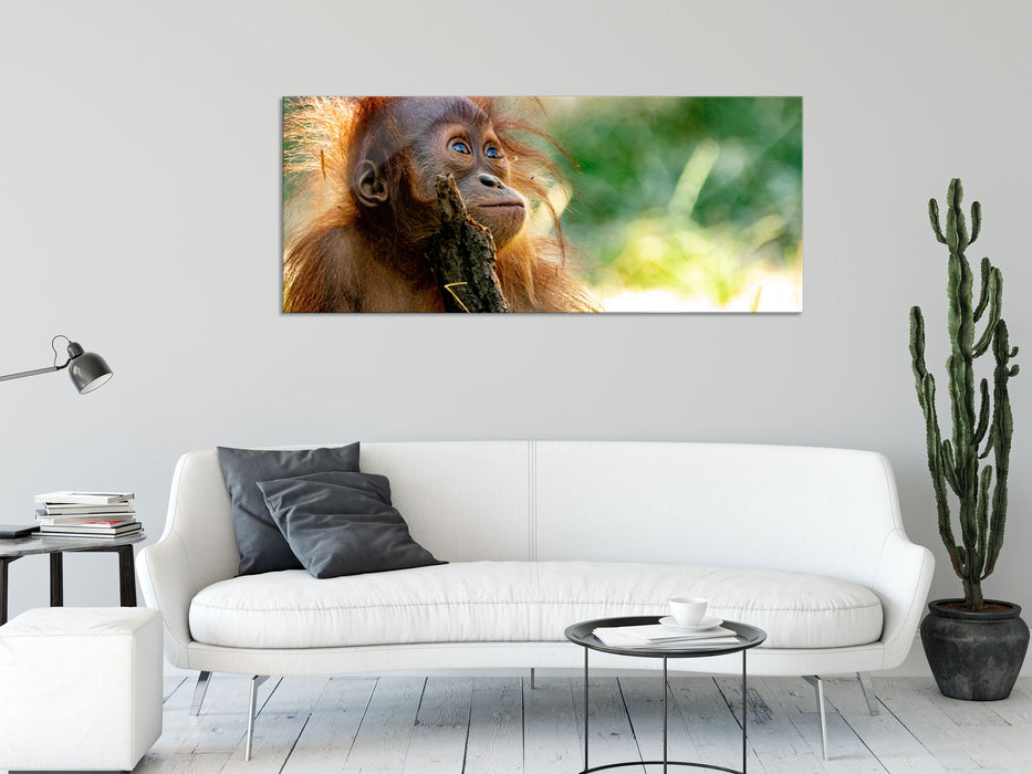 Orang-Utan Baby spielt mit Stock, Glasbild Panorama