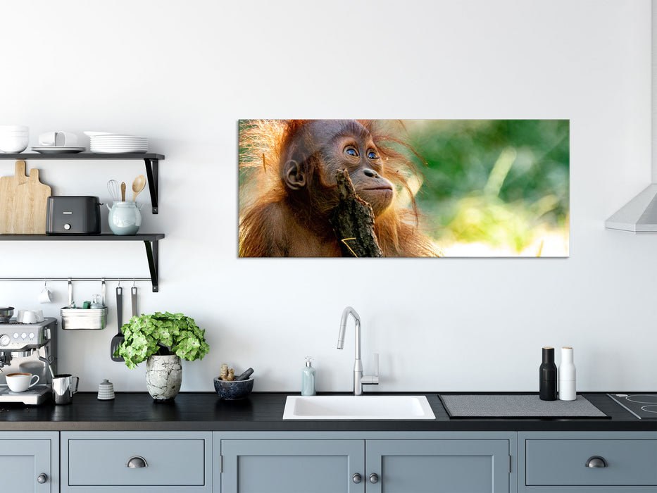 Orang-Utan Baby spielt mit Stock, Glasbild Panorama