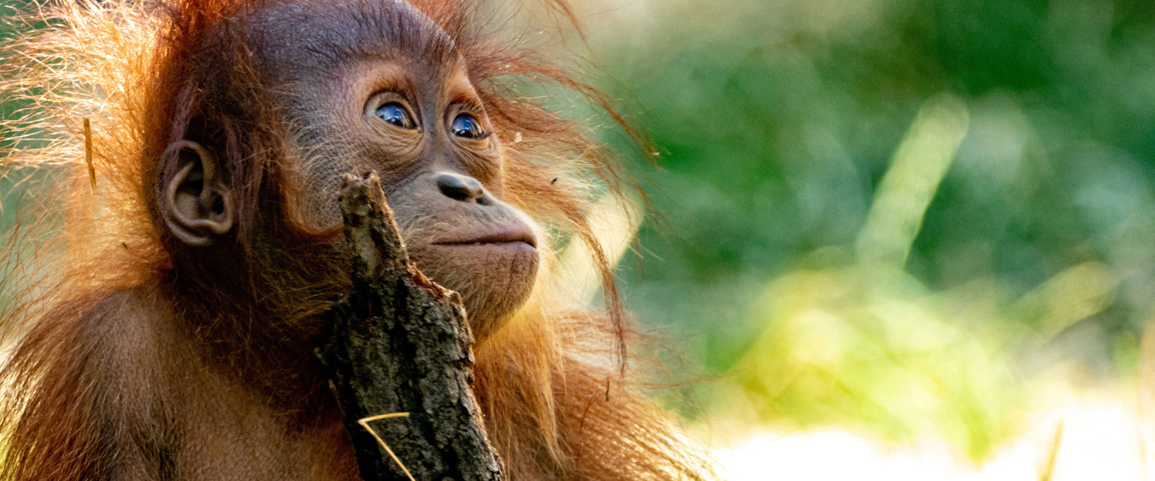 Orang-Utan Baby spielt mit Stock, Glasbild Panorama