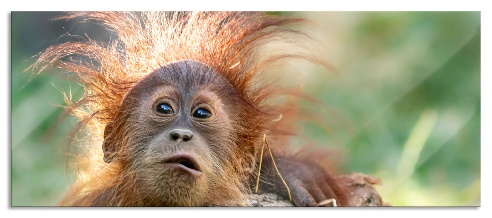 Pixxprint Lustiger Baby Orang-Utan mit Rinde, Glasbild Panorama