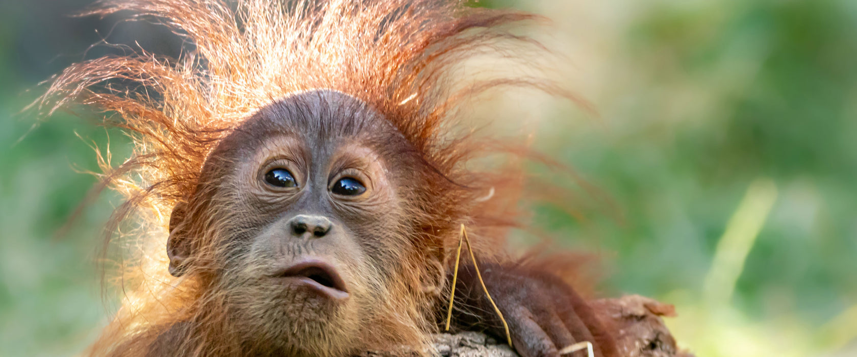 Lustiger Baby Orang-Utan mit Rinde, Glasbild Panorama