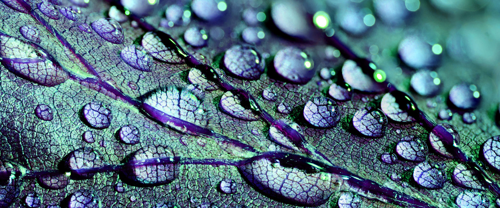 Nahaufnahme Wassertropfen auf Blatt, Glasbild Panorama