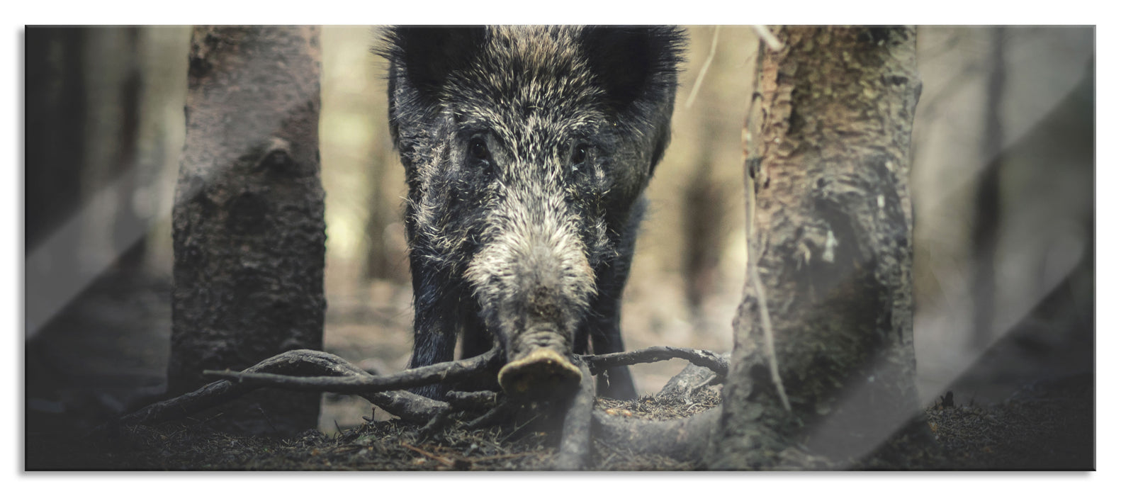 Pixxprint Nahaufnahme Wildschwein im Wald, Glasbild Panorama