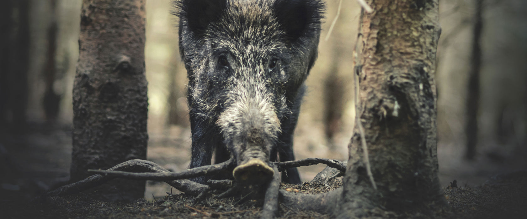 Nahaufnahme Wildschwein im Wald, Glasbild Panorama