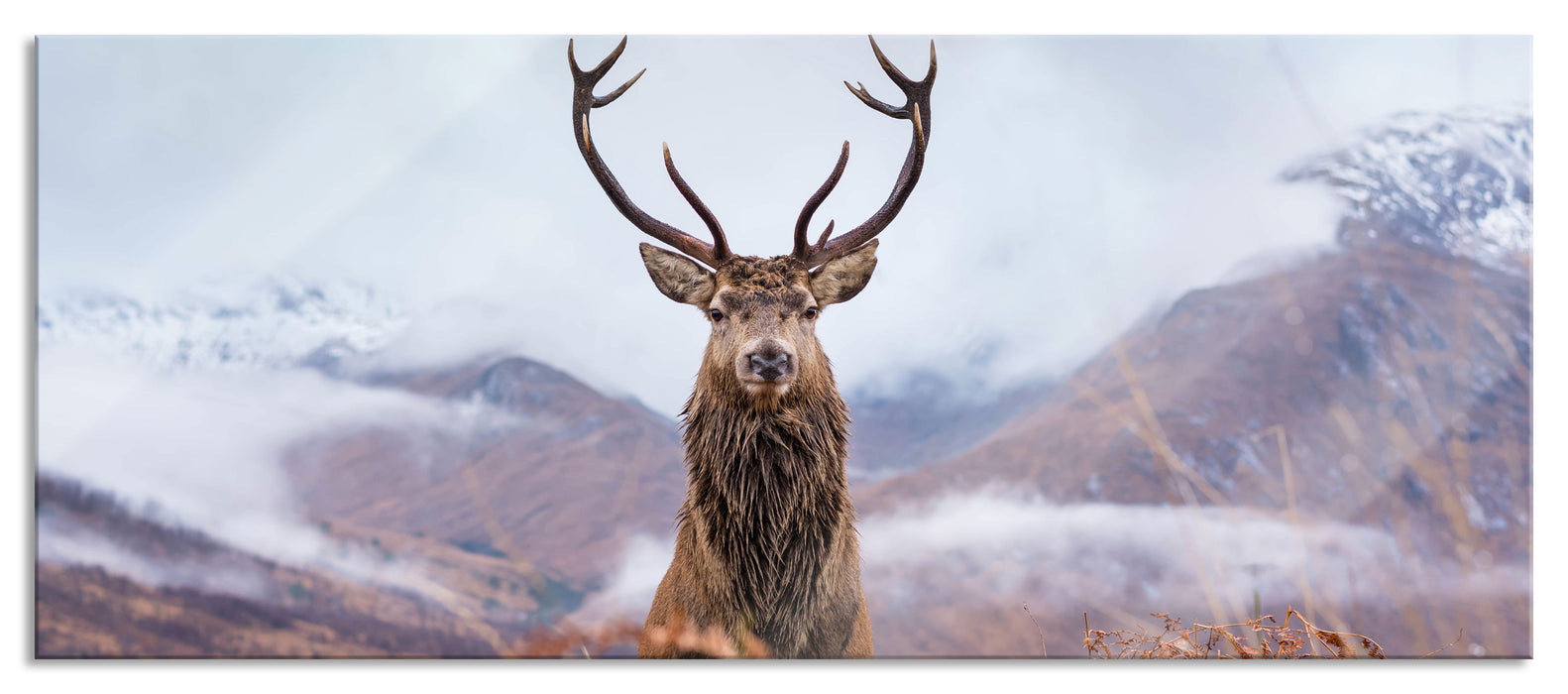 Pixxprint Majestätischer Hirsch in Berglandschaft, Glasbild Panorama