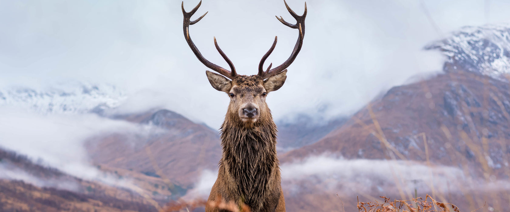 Majestätischer Hirsch in Berglandschaft, Glasbild Panorama