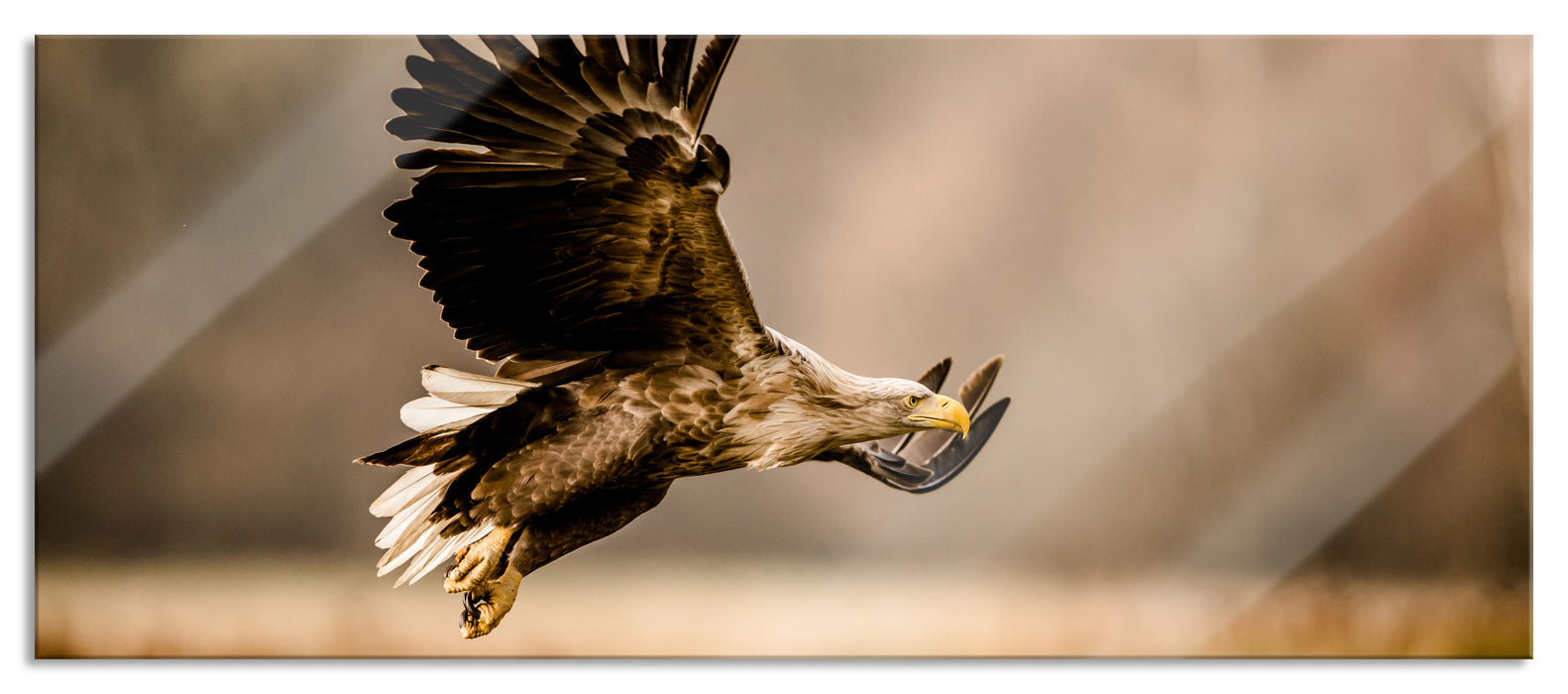 Pixxprint Nahaufnahme Adler bei der Jagd, Glasbild Panorama