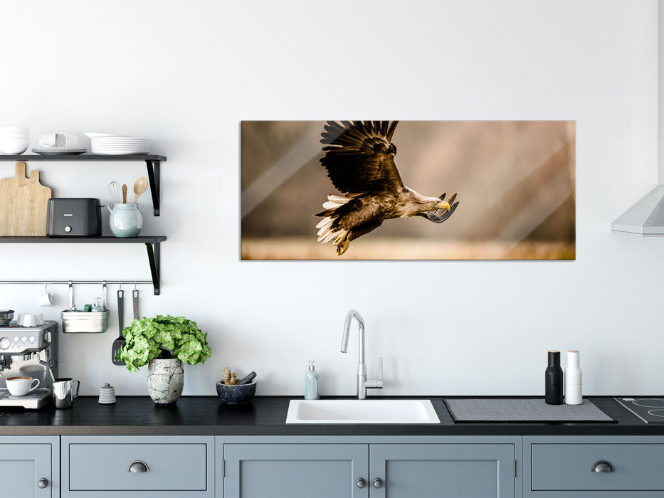 Nahaufnahme Adler bei der Jagd, Glasbild Panorama