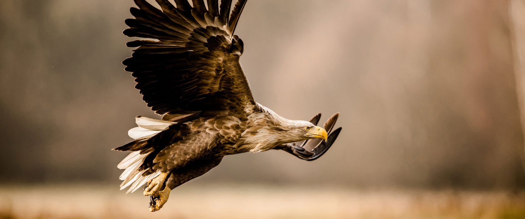 Nahaufnahme Adler bei der Jagd, Glasbild Panorama