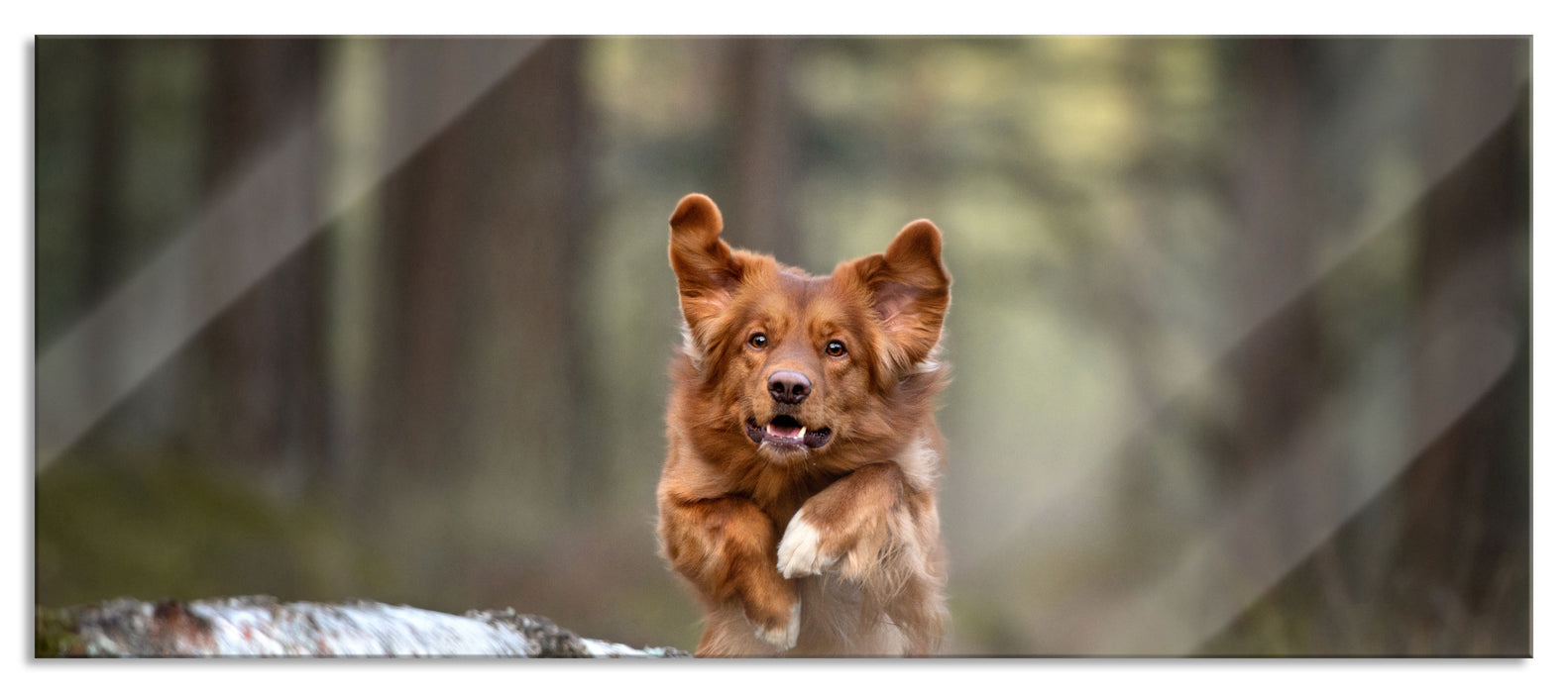 Pixxprint Hund springt über Baumstamm im Wald, Glasbild Panorama