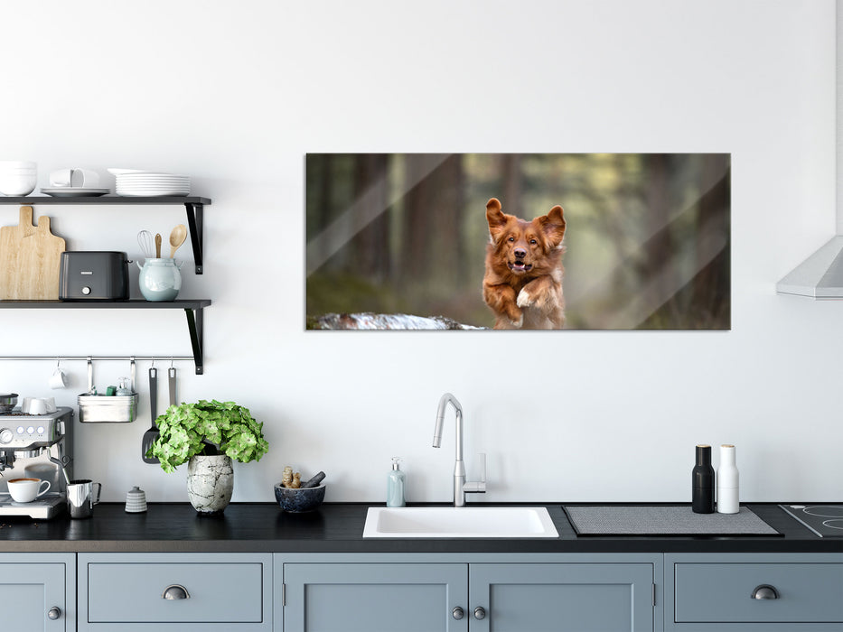 Hund springt über Baumstamm im Wald, Glasbild Panorama