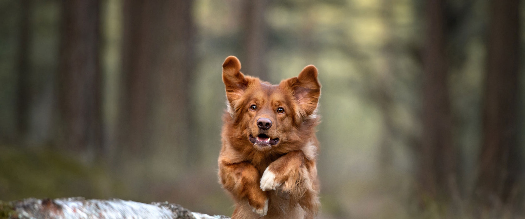 Hund springt über Baumstamm im Wald, Glasbild Panorama