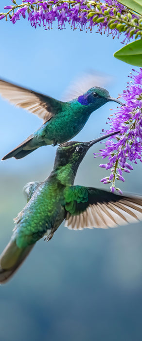 Zwei grüne Kolibris an lila Blume, Glasbild Panorama