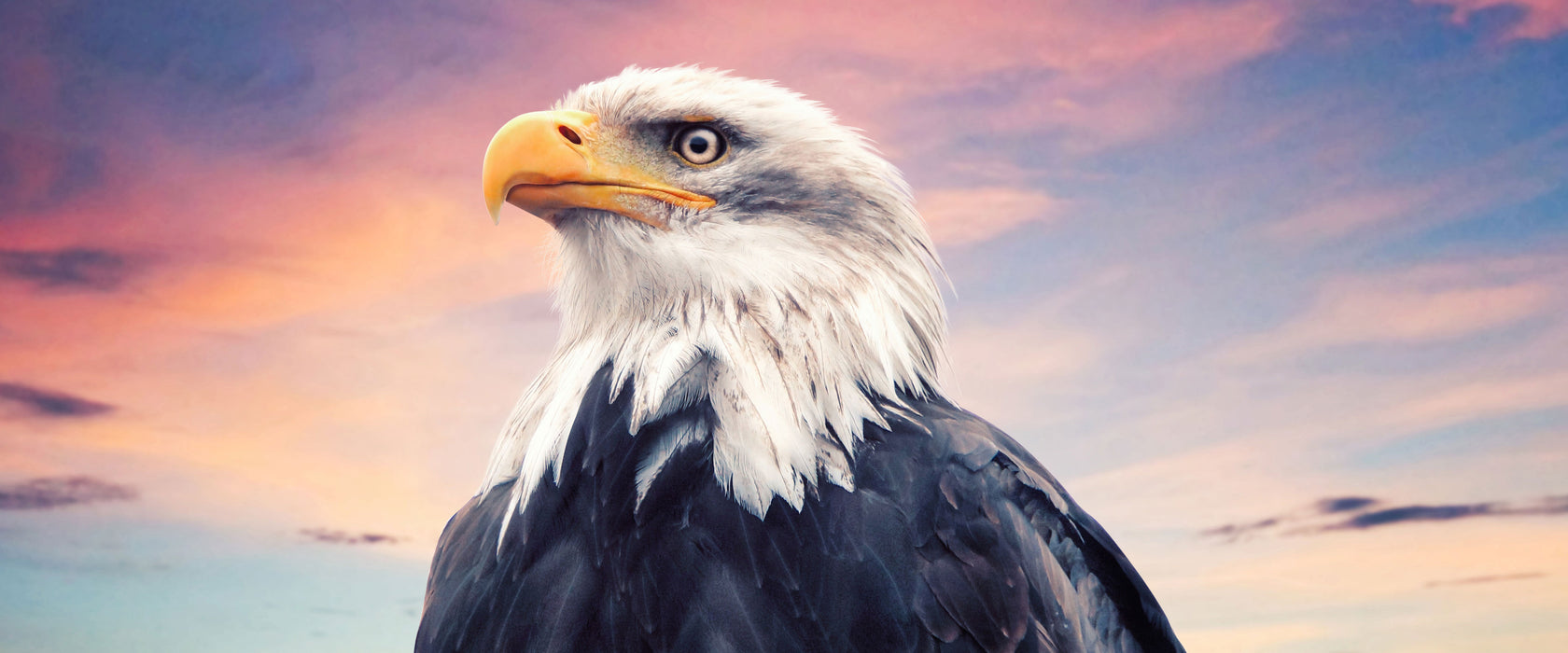 Weisskopfseeadler im Sonnenuntergang, Glasbild Panorama