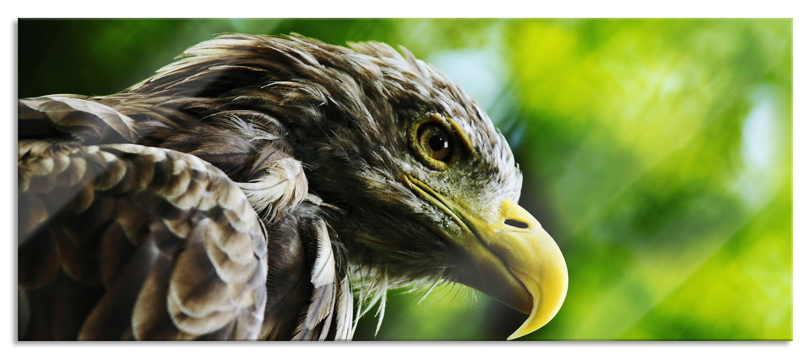 Pixxprint Mächtiger Adler Nahaufnahme, Glasbild Panorama