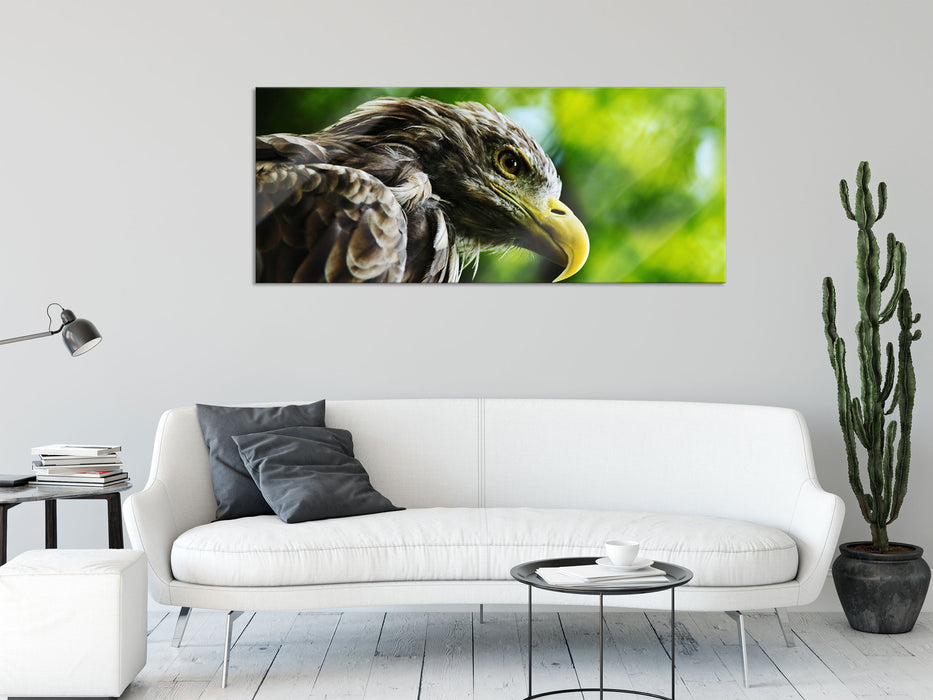 Mächtiger Adler Nahaufnahme, Glasbild Panorama