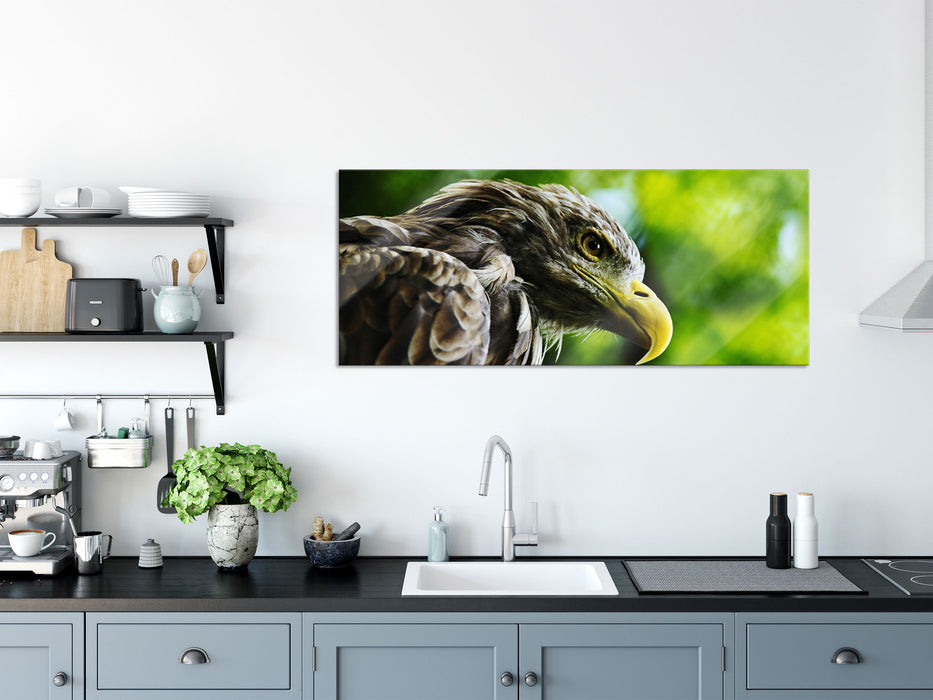 Mächtiger Adler Nahaufnahme, Glasbild Panorama