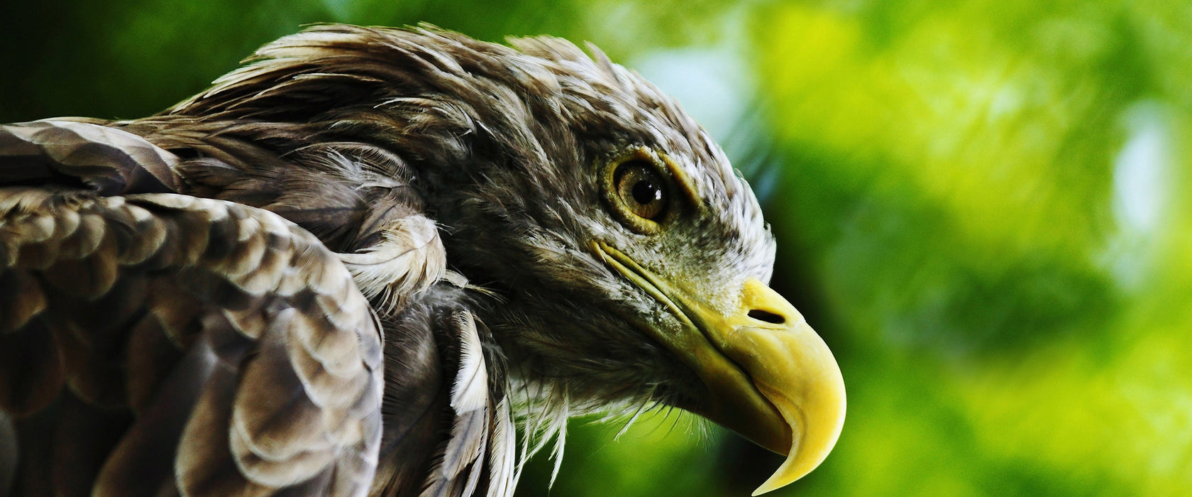 Mächtiger Adler Nahaufnahme, Glasbild Panorama