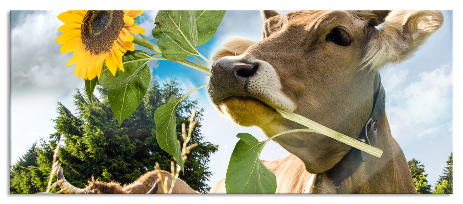 Pixxprint Nahaufnahme Kuh mit Sonnenblume im Maul, Glasbild Panorama