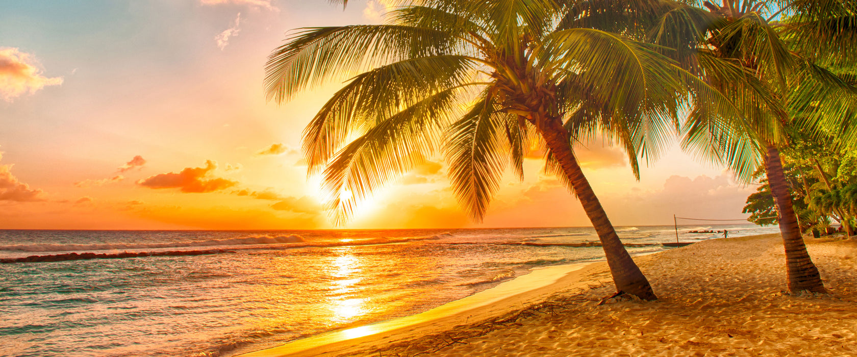 Palmen im Sonnenuntergang auf Barbados, Glasbild Panorama