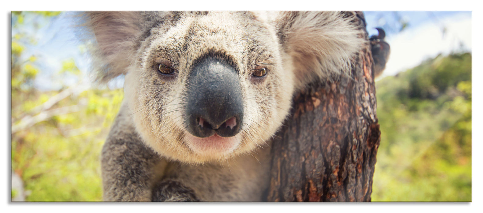 Pixxprint Neugieriger Koala am Baum Nahaufnahme, Glasbild Panorama