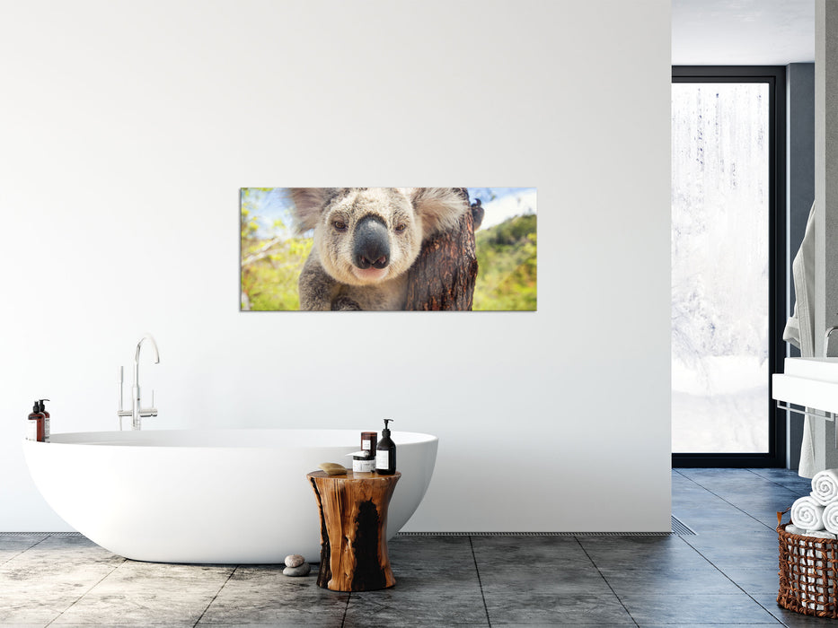 Neugieriger Koala am Baum Nahaufnahme, Glasbild Panorama