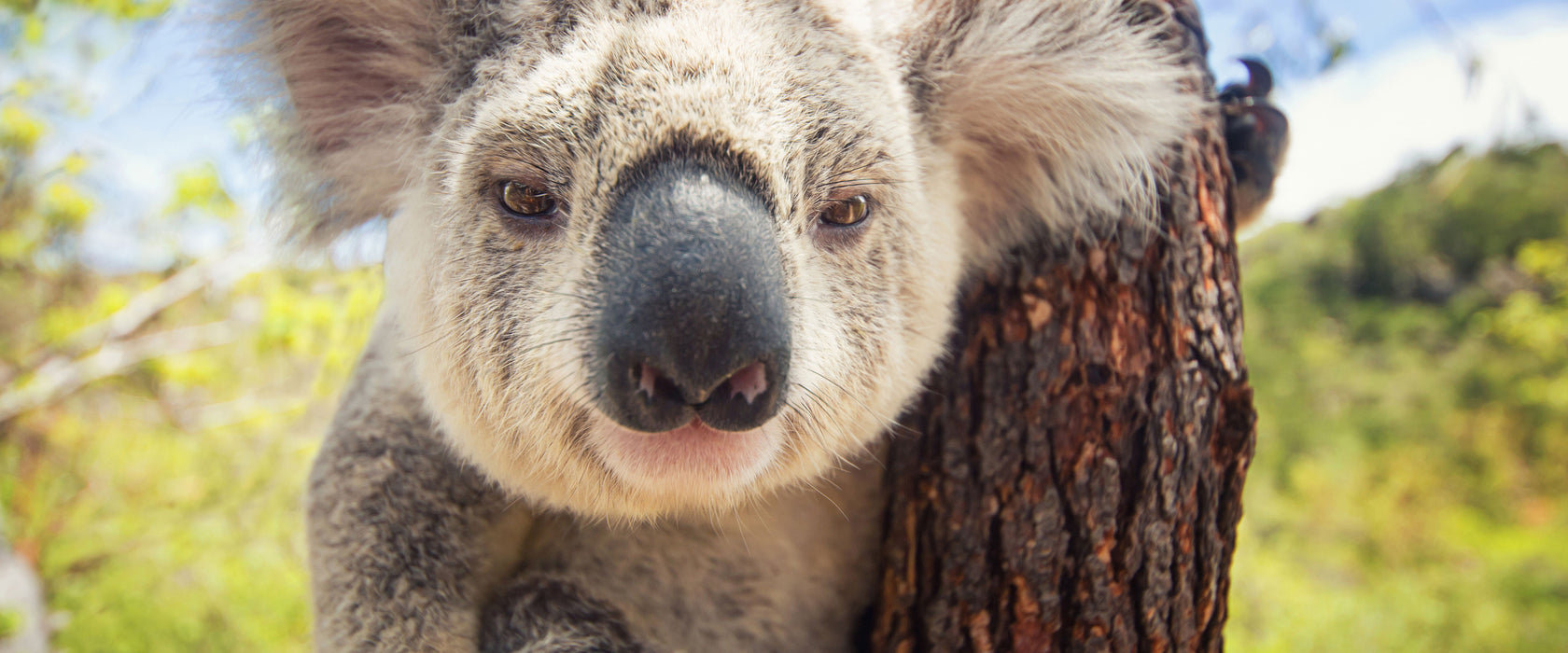 Neugieriger Koala am Baum Nahaufnahme, Glasbild Panorama