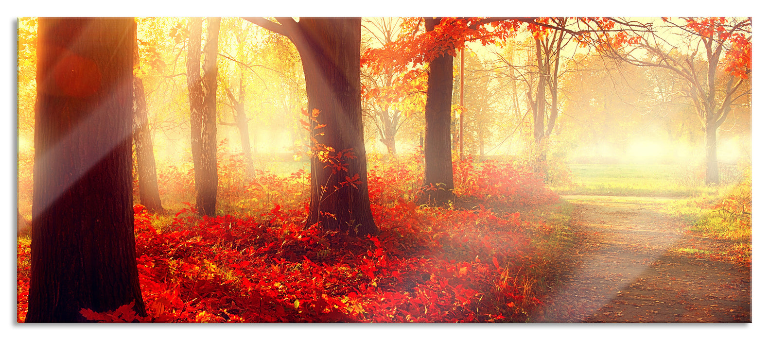 Pixxprint Sonnenstrahlen durch rote Herbstbäume, Glasbild Panorama