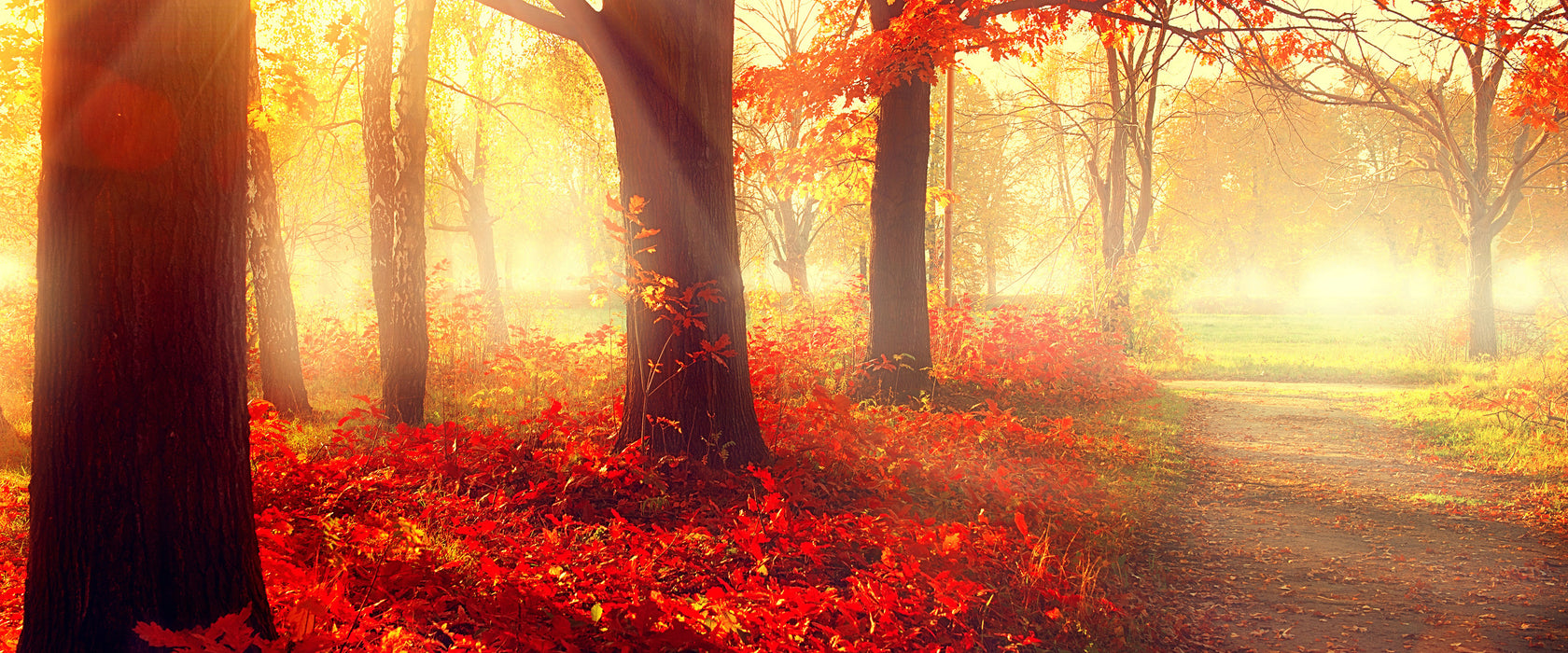 Sonnenstrahlen durch rote Herbstbäume, Glasbild Panorama