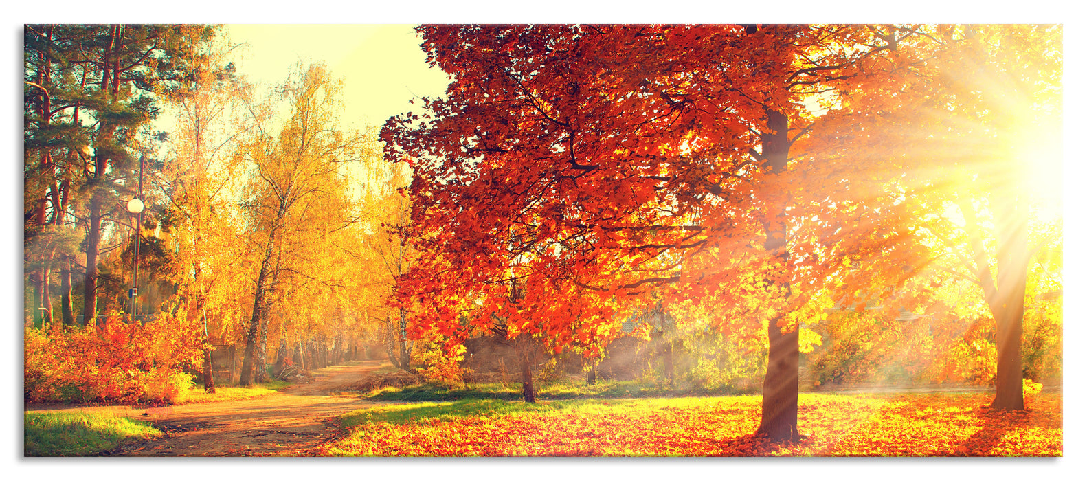 Pixxprint Weg durch bunten Herbstwald, Glasbild Panorama