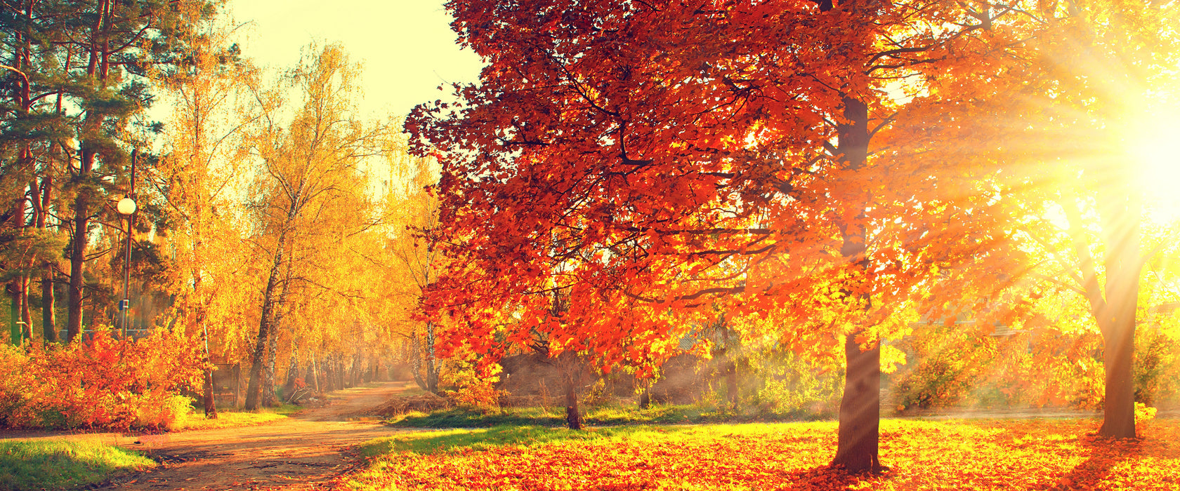 Weg durch bunten Herbstwald, Glasbild Panorama