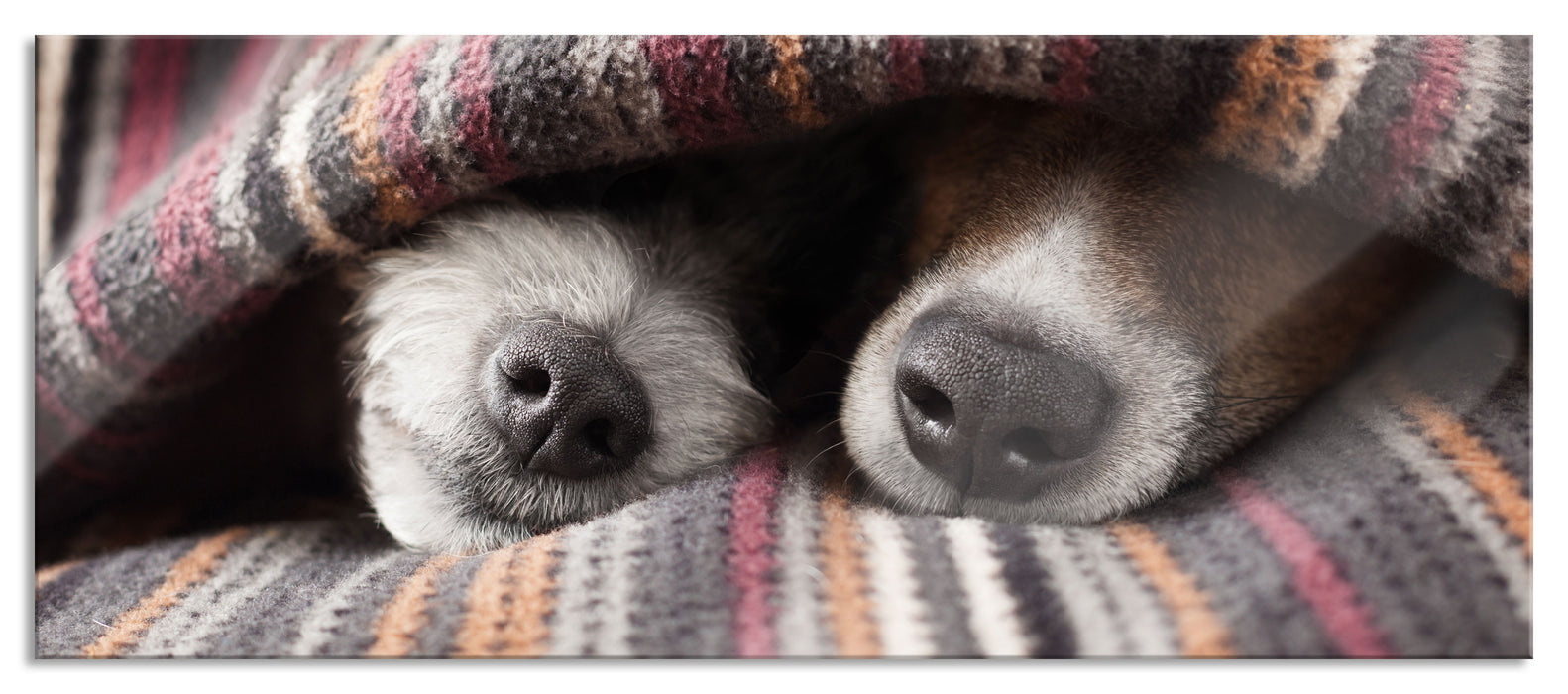 Pixxprint Hundeschnauzen unter Kuscheldecke, Glasbild Panorama