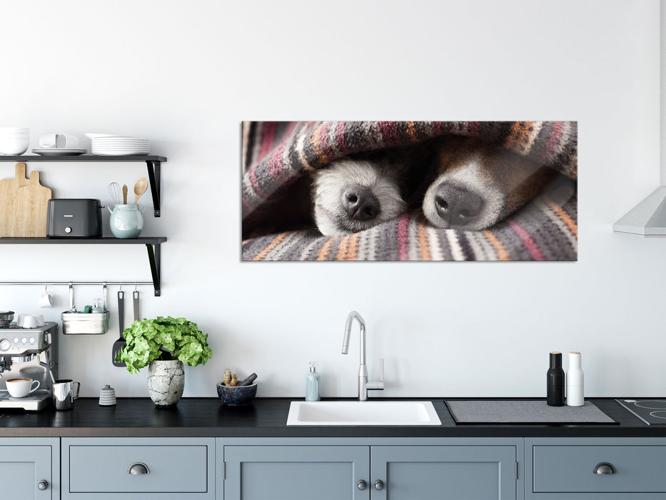 Hundeschnauzen unter Kuscheldecke, Glasbild Panorama