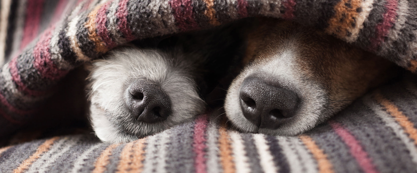 Hundeschnauzen unter Kuscheldecke, Glasbild Panorama