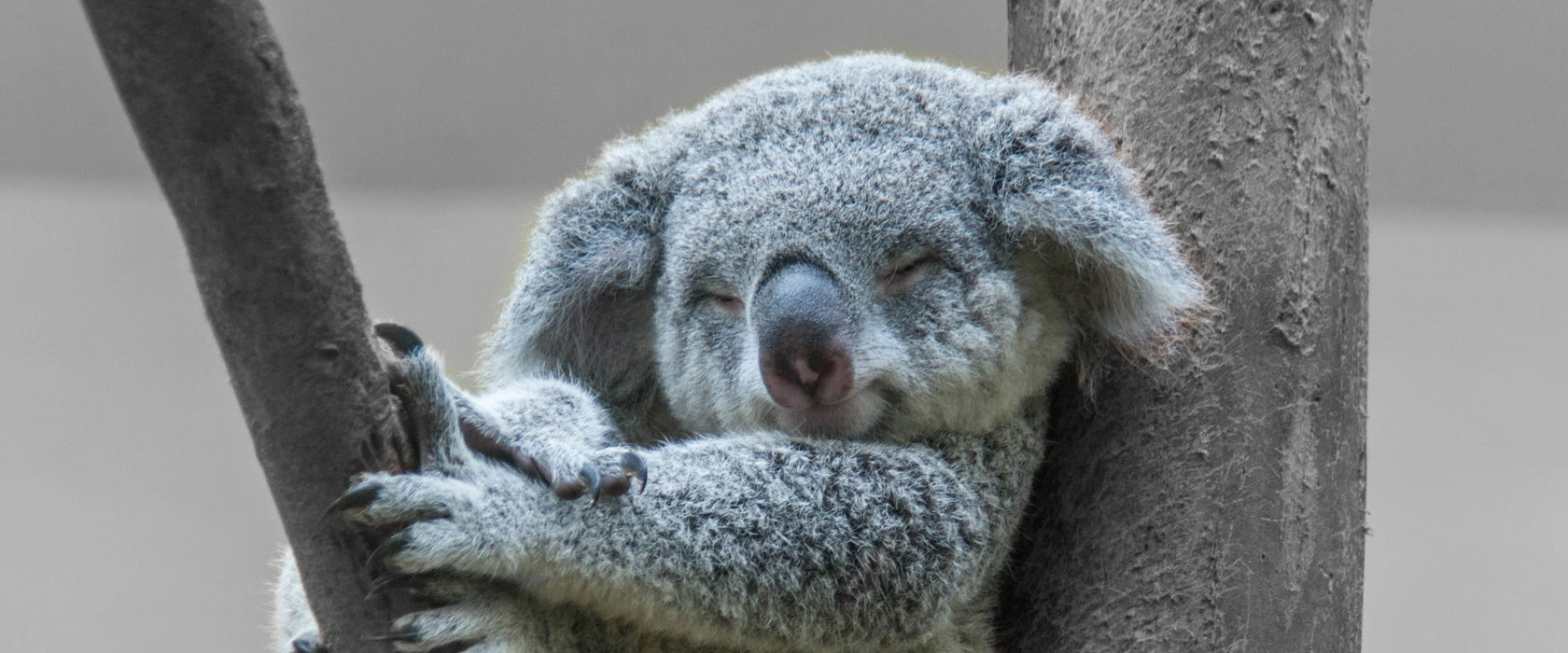 Schlafender Koala im Baum B&W Detail, Glasbild Panorama