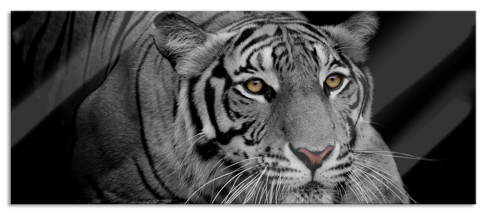 Pixxprint Mächtiger lauernder Tiger B&W Detail, Glasbild Panorama