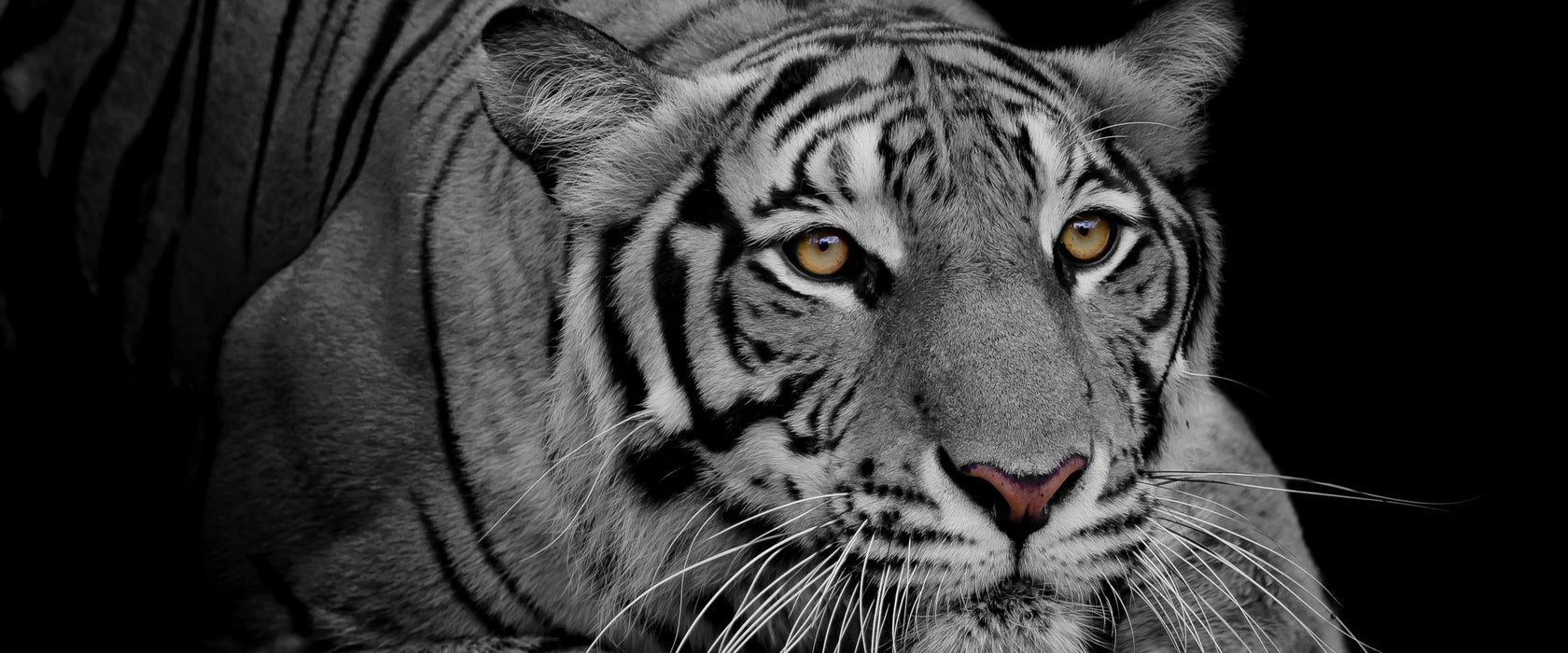 Mächtiger lauernder Tiger B&W Detail, Glasbild Panorama