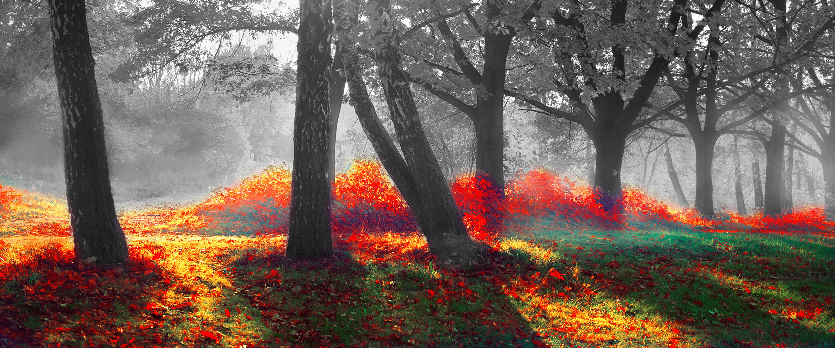 Bunte Herbstbäume sonnenbestrahlt B&W Detail, Glasbild Panorama