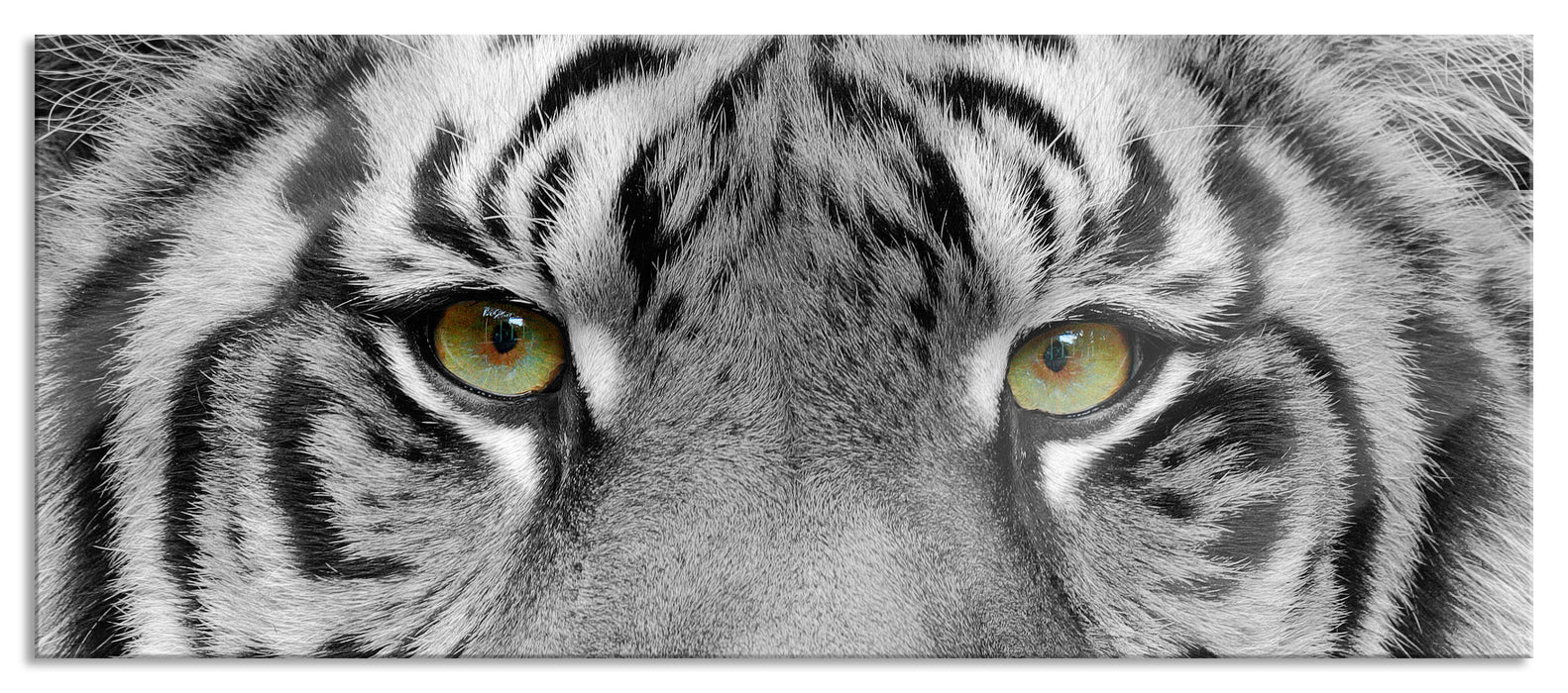 Pixxprint Nahaufnahme Sumatra Tiger B&W Detail, Glasbild Panorama