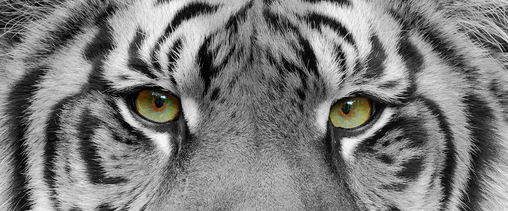 Nahaufnahme Sumatra Tiger B&W Detail, Glasbild Panorama