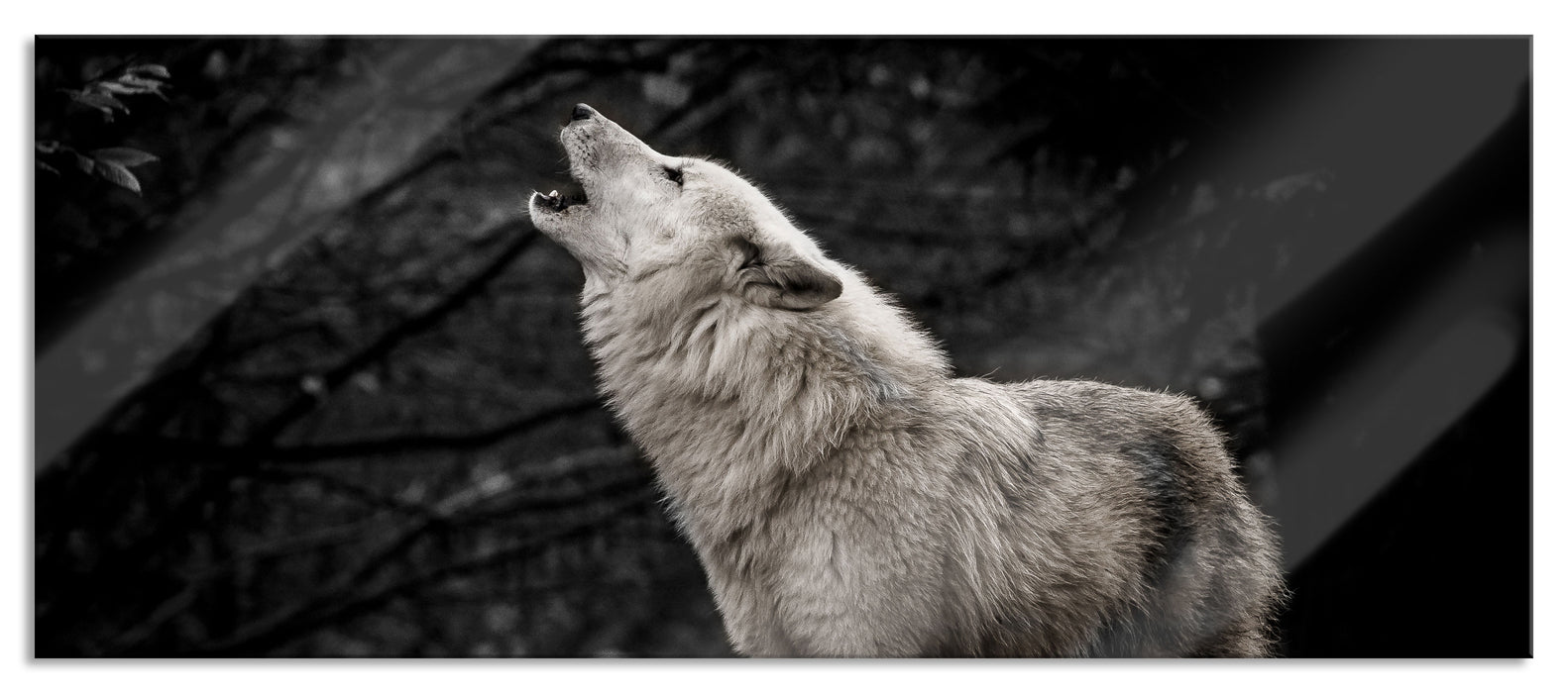 Pixxprint Weißer heulender Wolf im Wald B&W Detail, Glasbild Panorama