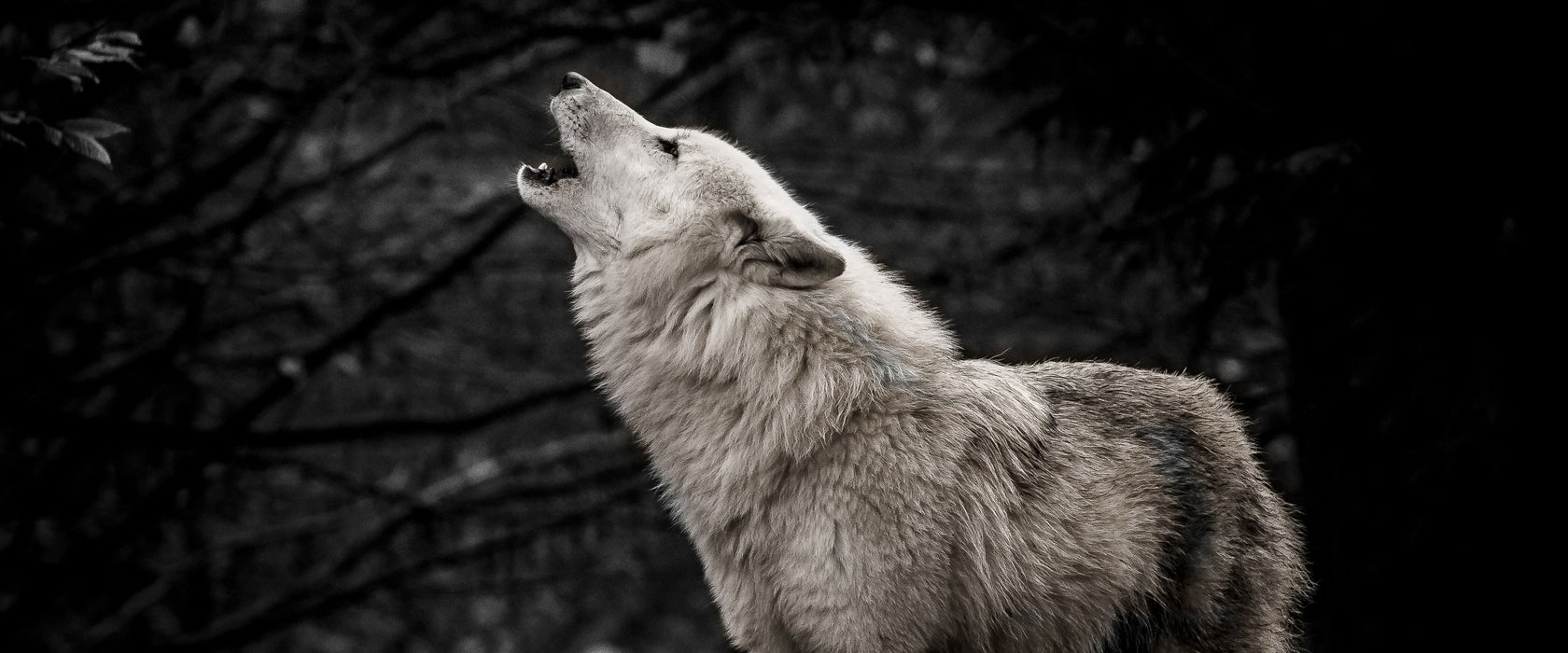 Weißer heulender Wolf im Wald B&W Detail, Glasbild Panorama