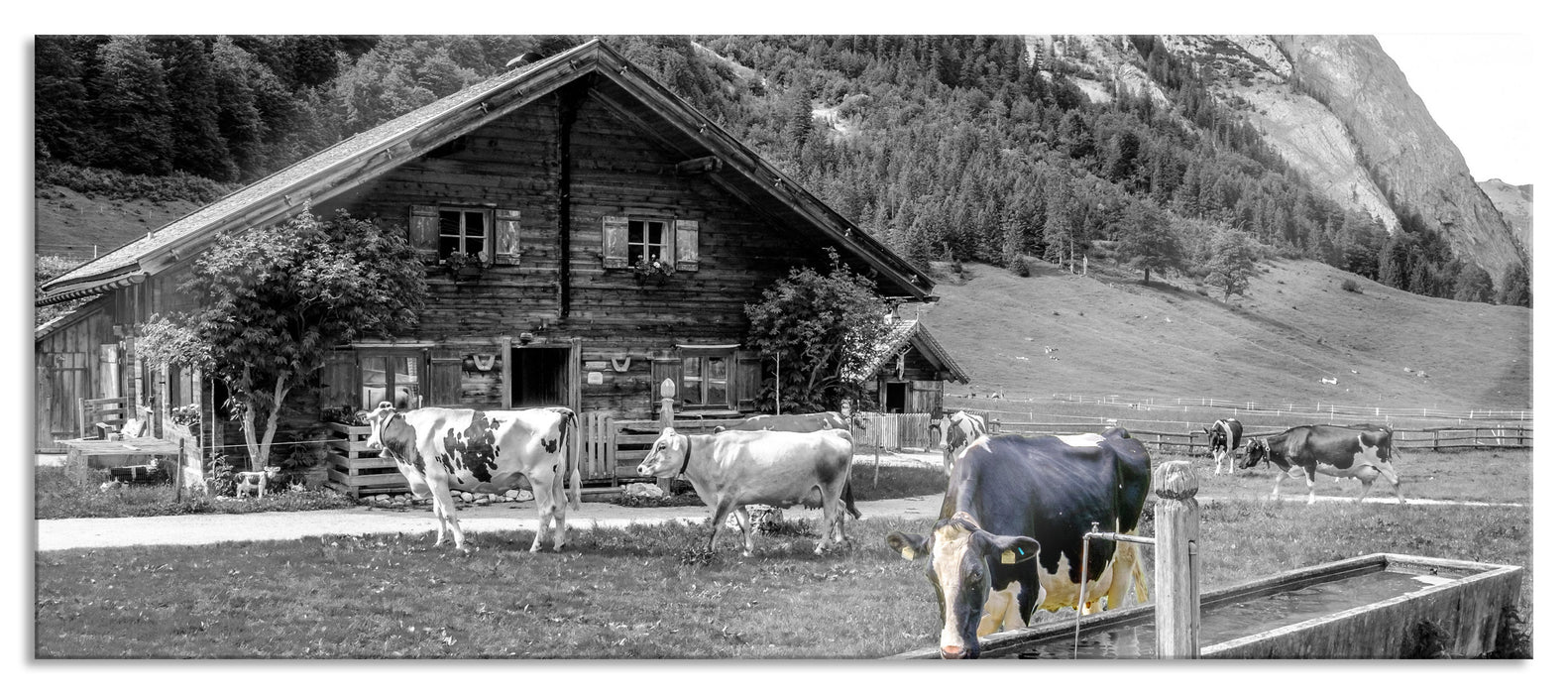 Pixxprint Kühe vor Blochhütte auf Albenweide B&W Detail, Glasbild Panorama