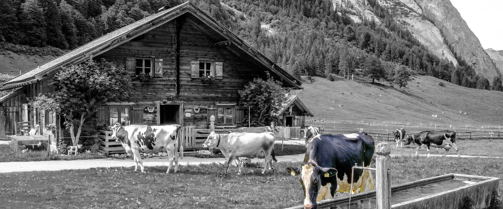 Kühe vor Blochhütte auf Albenweide B&W Detail, Glasbild Panorama