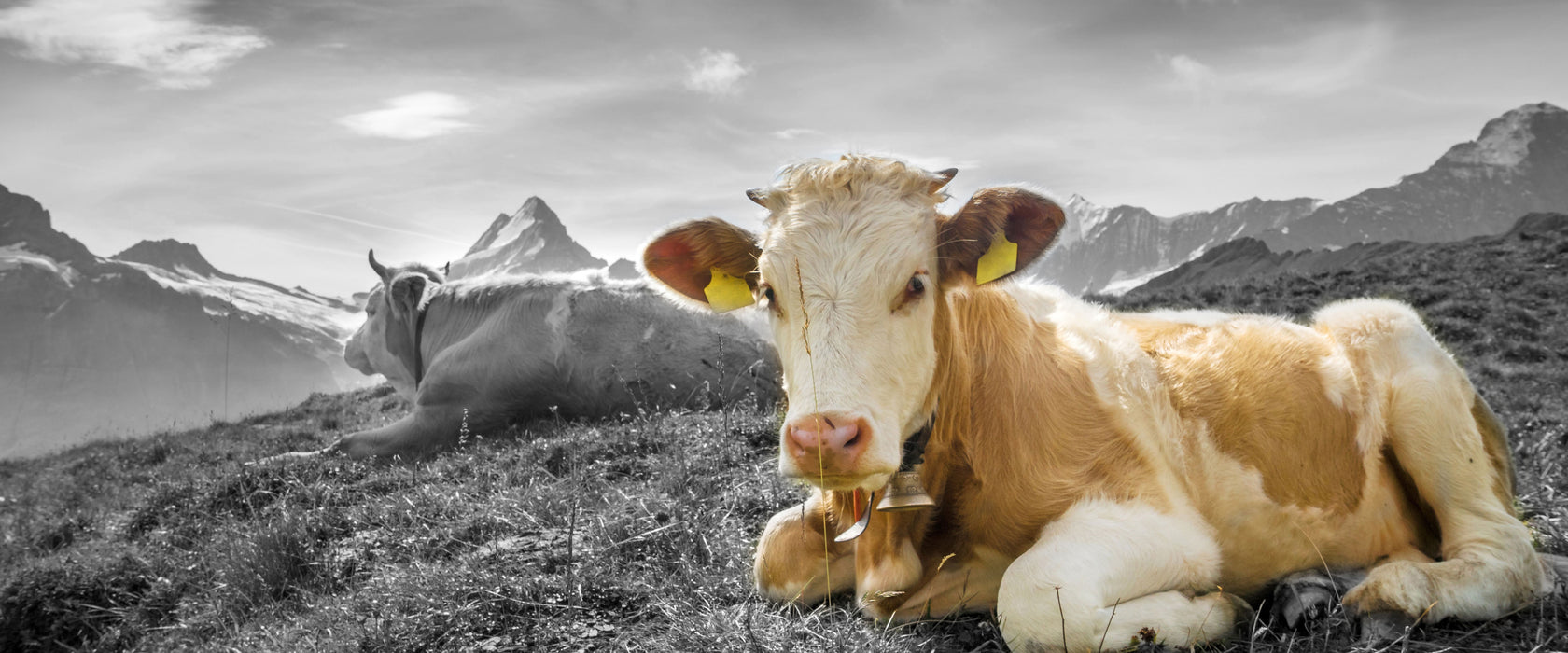 Simmentaler Kühe vor Schweizer Alpen B&W Detail, Glasbild Panorama