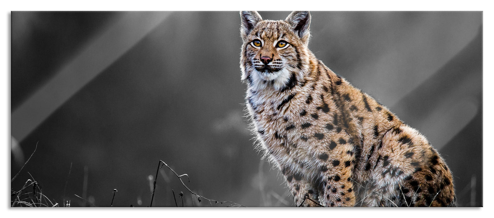 Pixxprint Europäischer Luchs auf Wiese B&W Detail, Glasbild Panorama